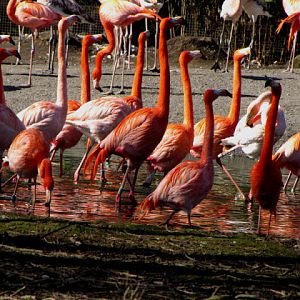 Chester Zoo 18 March 2012