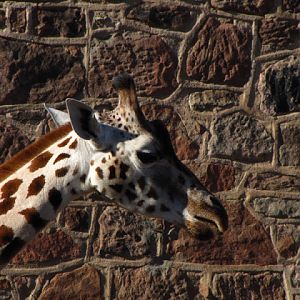 Chester Zoo 18 March 2012