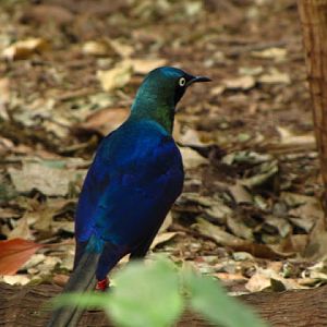 Chester Zoo 18 March 2012