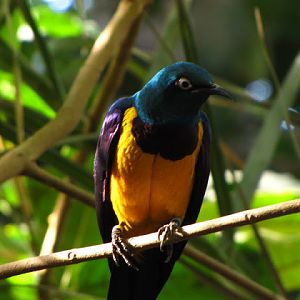 Chester Zoo 18 March 2012