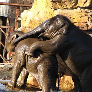 Chester Zoo 18 March 2012