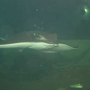 Sharks and Rays Gallery- Cownose Ray and Pufferfish