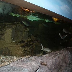Rivers to the Sound- Salmon/Sturgeon/Trout Exhibit