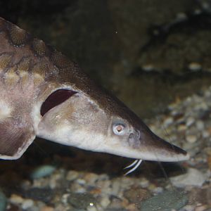 Rivers to the Sound- Short-Nosed Sturgeon