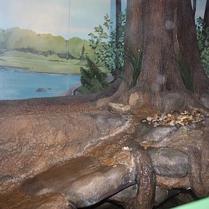 Rivers to the Sound- Snapping Turtle/Bullhead Exhibit