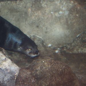 Rivers to the Sound- Otter Swimming