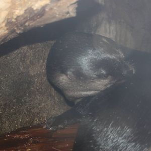 Rivers to the Sound- North American River Otter