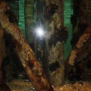 Depths of the Sound- Pilings Exhibit