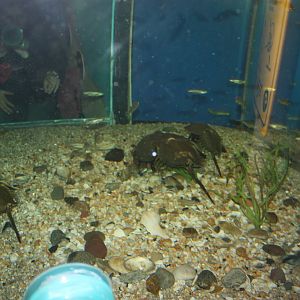 Depths of the Sound- Horseshoe Crab Exhibit