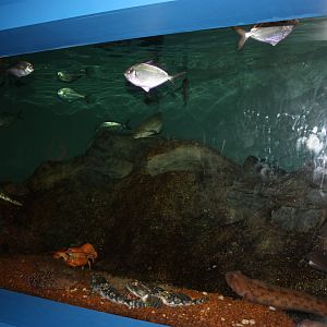 Depths of the Sound- The Muddy Bottom Exhibit