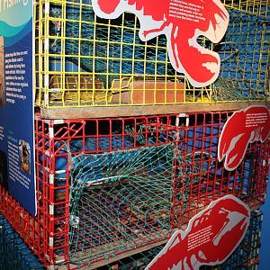 Depths of the Sound- Lobster Traps