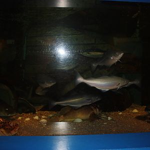 Depths of the Sound- A Ship Wreck Exhibit