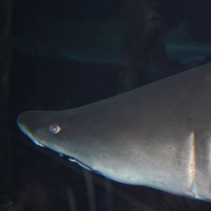 Ocean Beyond the Sound- Sand Tiger Shark