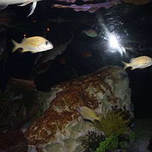 Tropical Travelers Exhibit