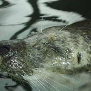 Harbor Seal Portrait