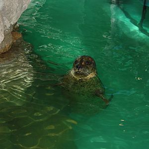 Harbor Seal