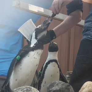 African Penguin Feeding