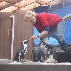 African Penguin Feeding
