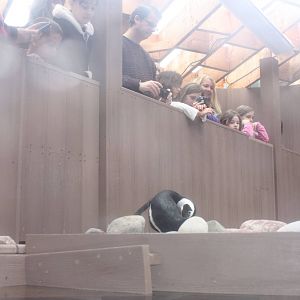 Behind-The-Scenes Penguin Program