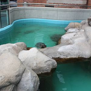 Outdoor Harbor Seal Pool
