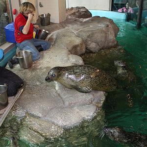 Seals Gathering to be Fed