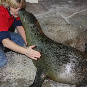 Seal Kisses Trainer