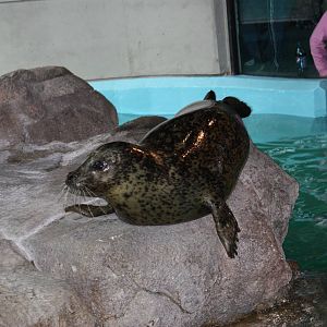 Tillie the Harbor Seal