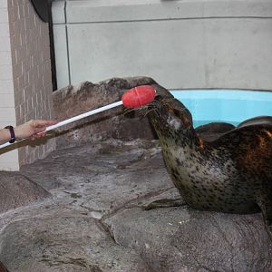 Target Training with Tillie