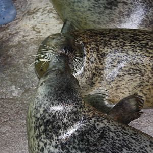 Seal Kisses