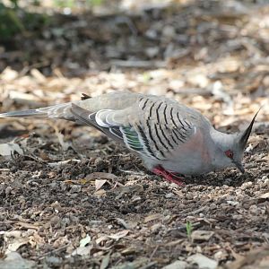 Crested Pigeon