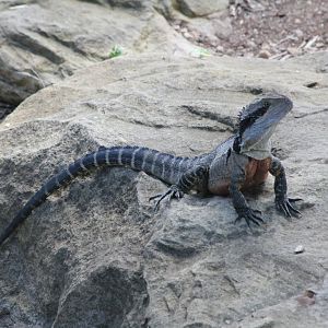 Eastern Water Dragon
