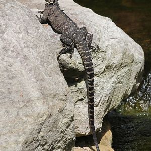 Eastern Water Dragon
