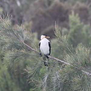 Little Pied Cormorant