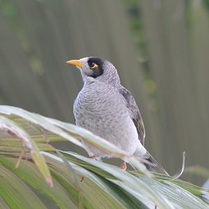Noisy Miner