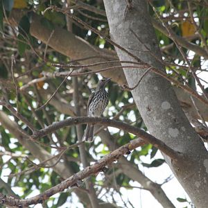 Olive-backed Oriole, immature