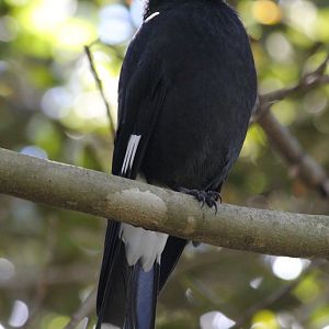Pied Currawong
