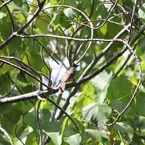 Red-whiskered Bulbul