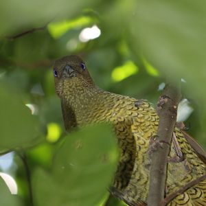 Satin Bowerbird female