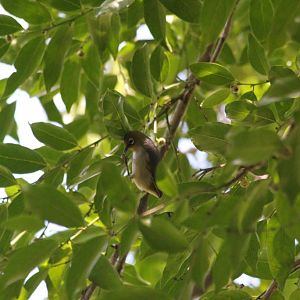 Eastern Silvereye