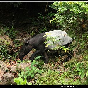Malayan tapir