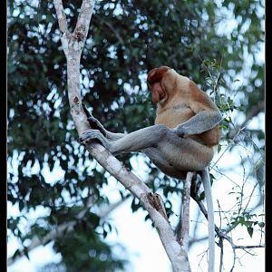 Proboscis monkey