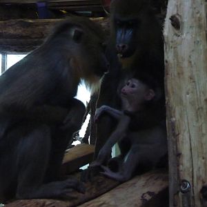 Mandrills, 20 February 2013
