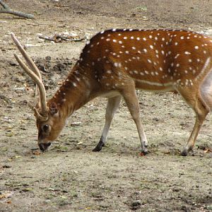 Tiergarten Schönbrunn 12.06.2012