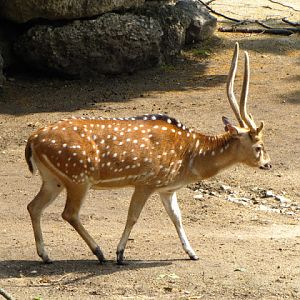 Tiergarten Schönbrunn 12.06.2012