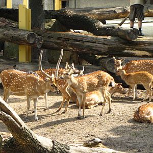 Tiergarten Schönbrunn 12.06.2012