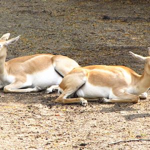 Tiergarten Schönbrunn 12.06.2012