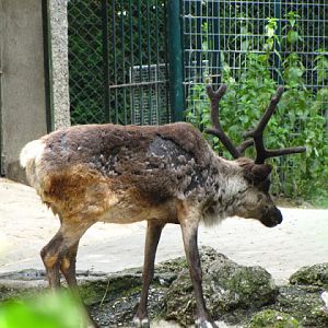 Tiergarten Schönbrunn 12.06.2012