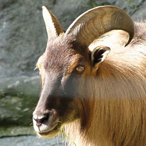 Tiergarten Schönbrunn 12.06.2010
