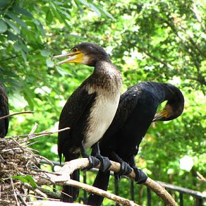 Tiergarten Schönbrunn 12.06.2010