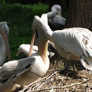 Tiergarten Schönbrunn 12.06.2010